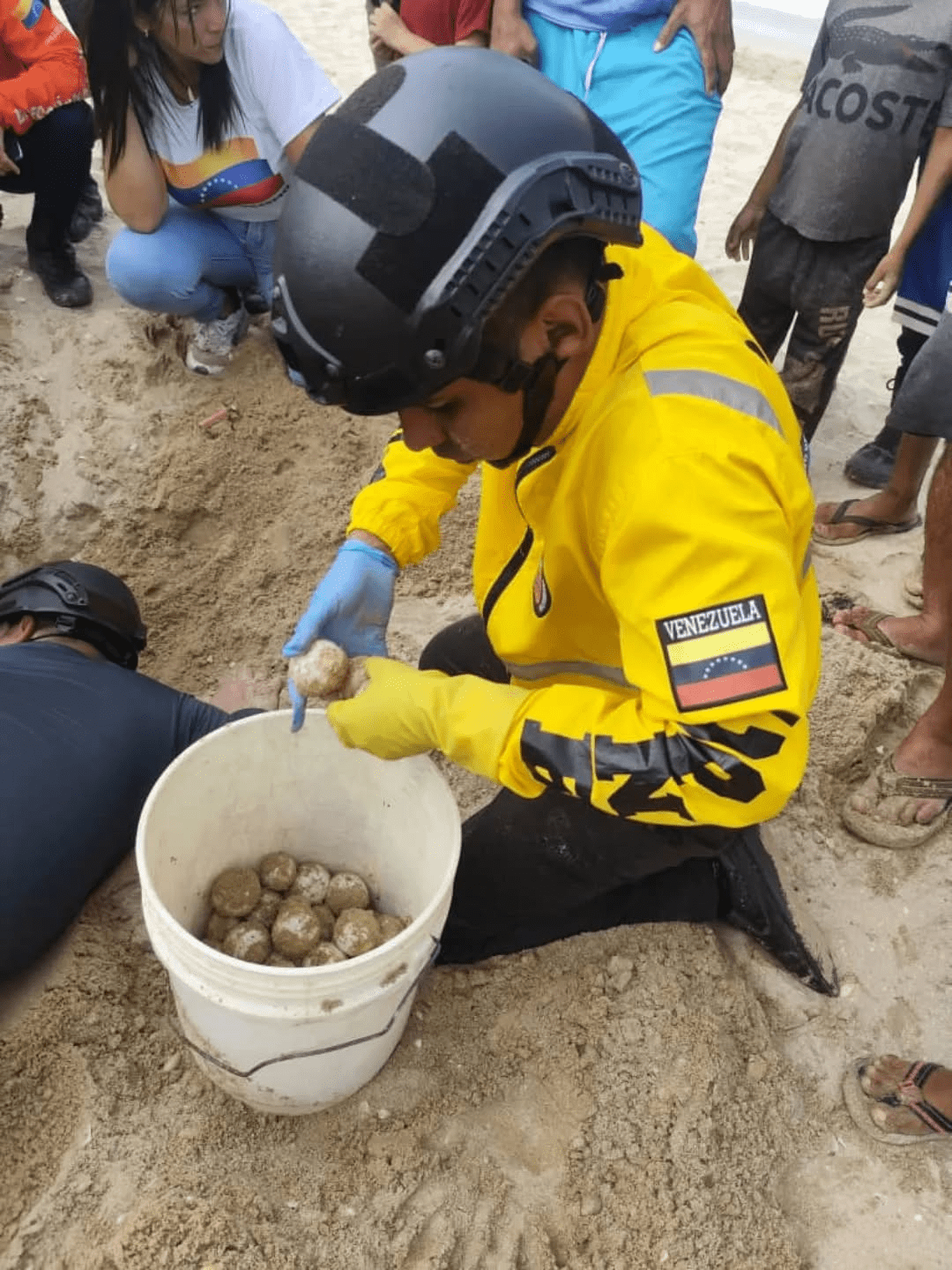 Espacios Acuáticos y MINEC resguardaron desove de tortuga cardón en Carúpano