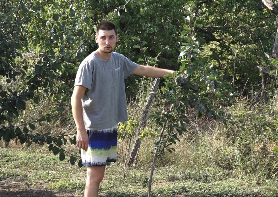 Šljive prerodile