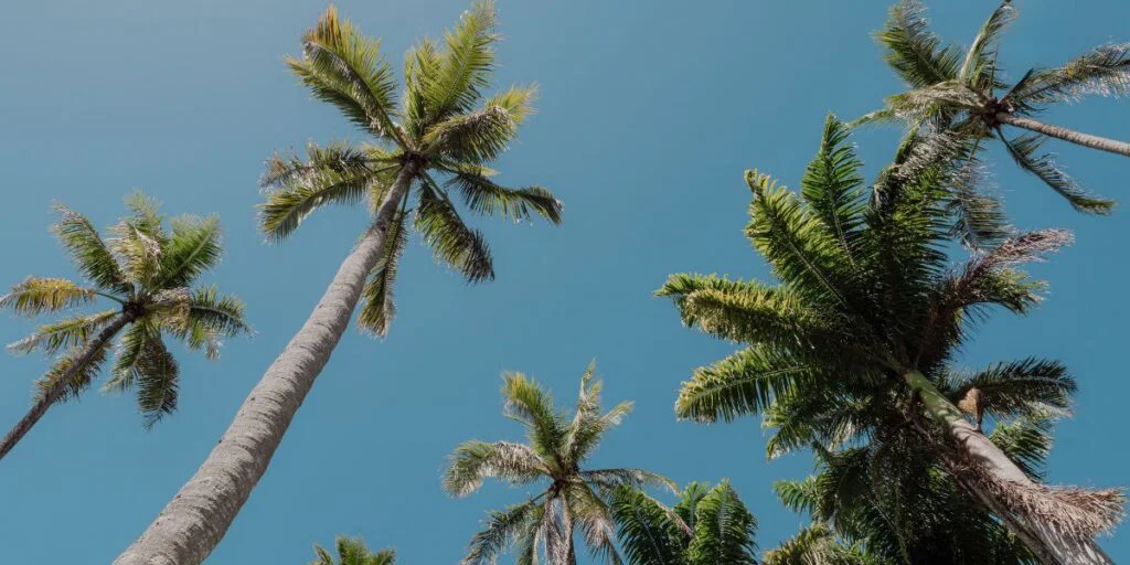 The unusual palm tree dispute dividing a Costa Blanca community