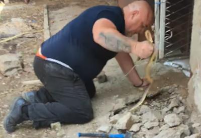 Vladicu ujela zmija: Najpoznatiji srpski zmijolovac ponovo imao nesvakidašnju intervenciju - snimak ledi krv (VIDEO)
