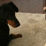 Samo probaj da mi priđeš