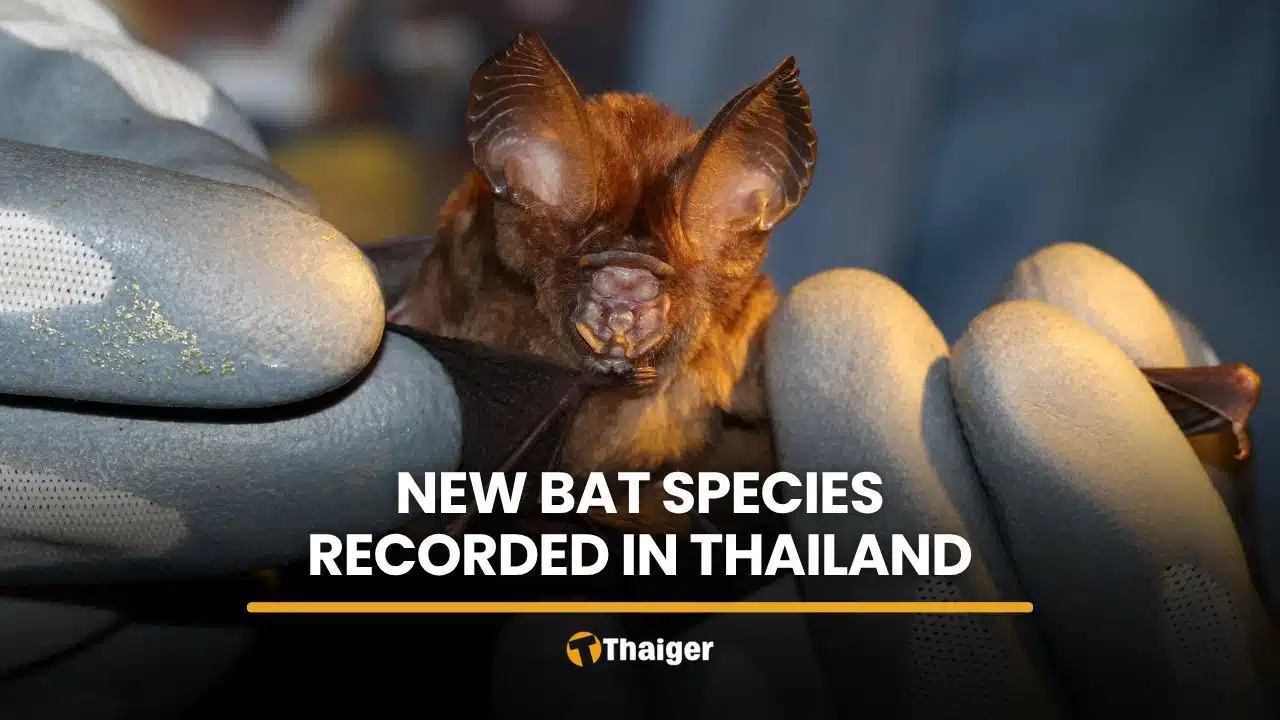 Scientists discover bat species never before recorded in Thailand
