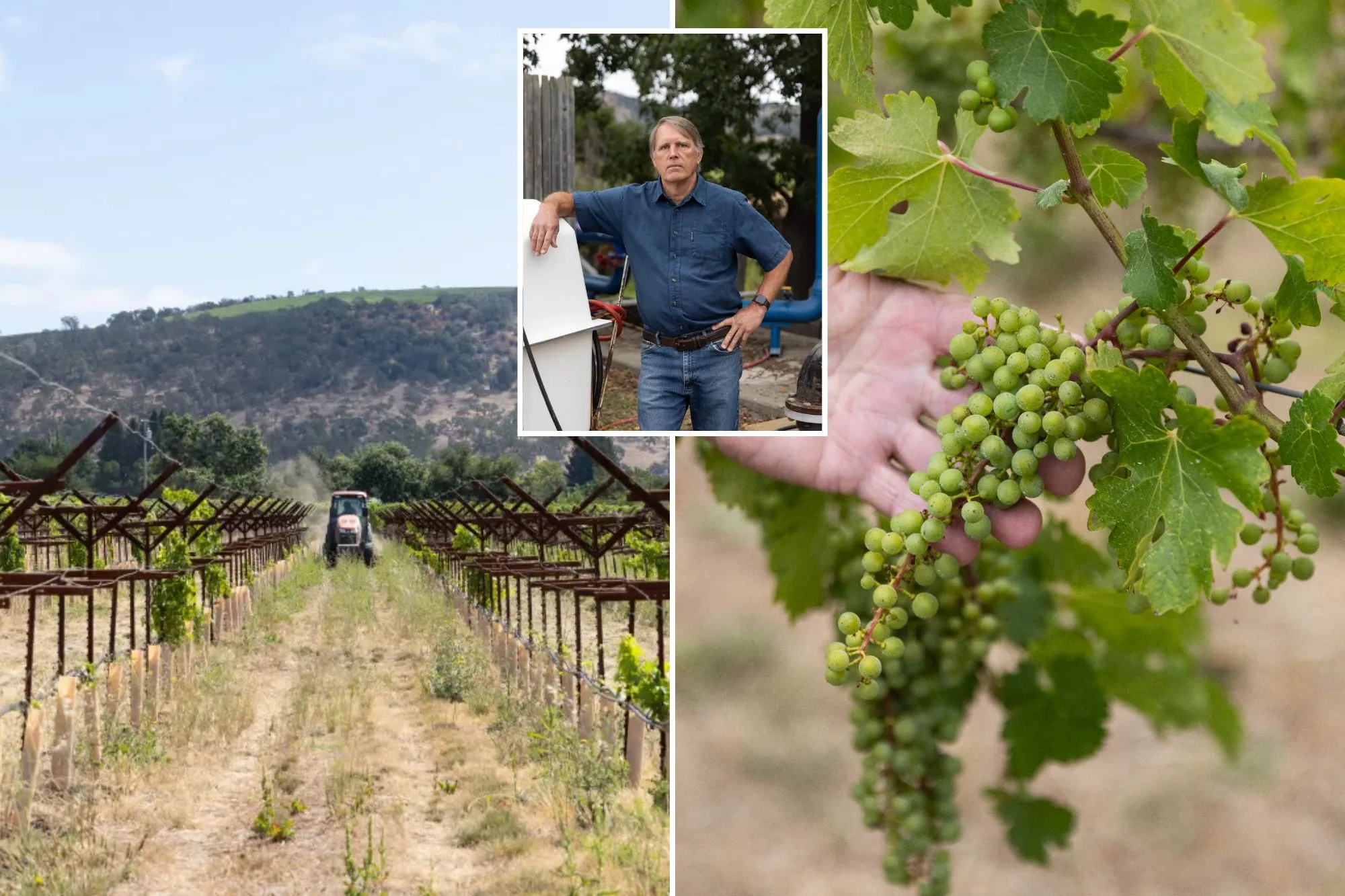 Furious Napa Valley vineyards facing oblivion as crucifying new fees drop: ‘Can see where this ends’
