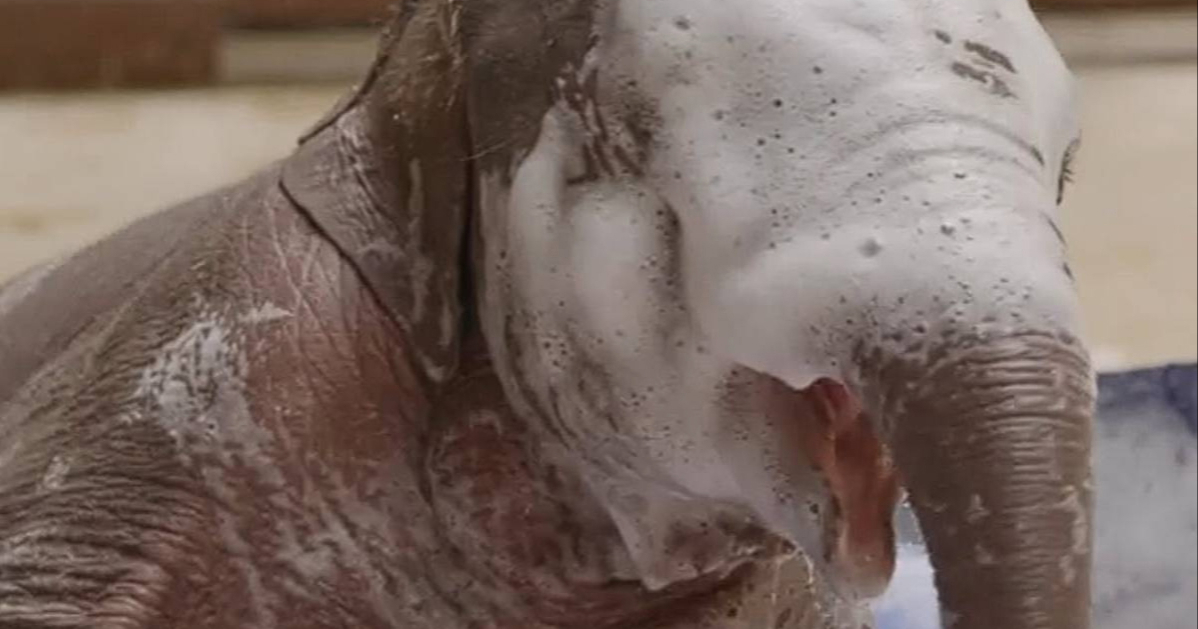 ZOO u Washingtonu dočekao prvu bebu azijskog slona u 25 godina