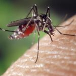 Zošto zapadnonilskata treska najčesto se pojavuva kon krajot na letoto