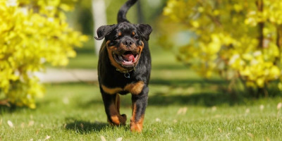 Rase pasa koje nisu za decu: Roditelji, dobro razmislite pre nego što ih uvedete u dom (FOTO)