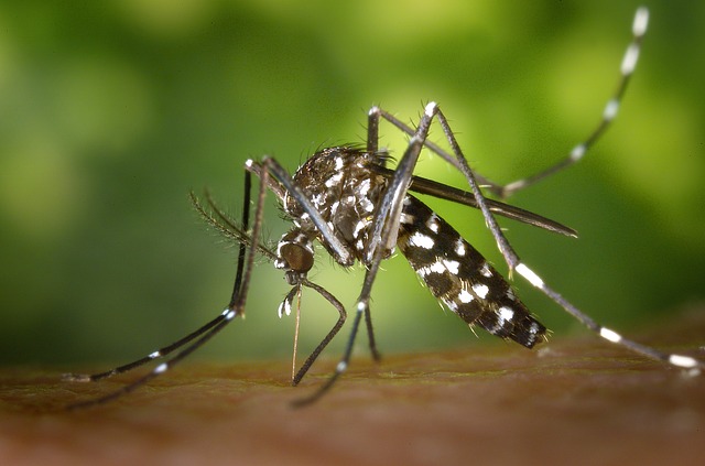 Ove tri biljke komarci ne podnose: Terasa miriše prelepo, a insekti beže glavom bez obzira