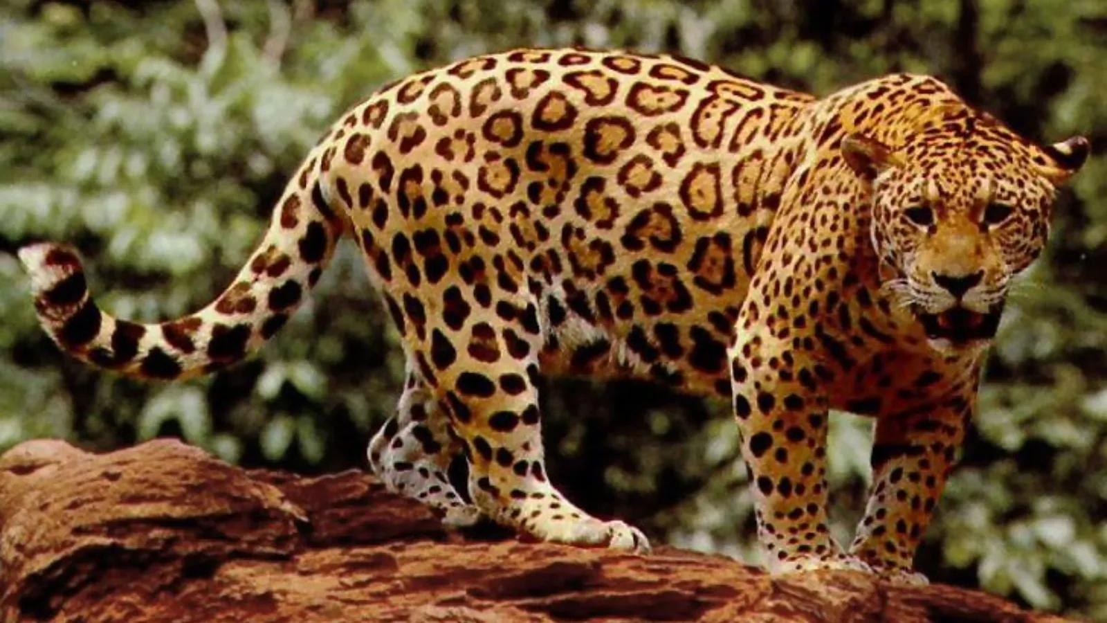 Not just anacondas: 7 of the Amazon rainforest’s most dangerous animals