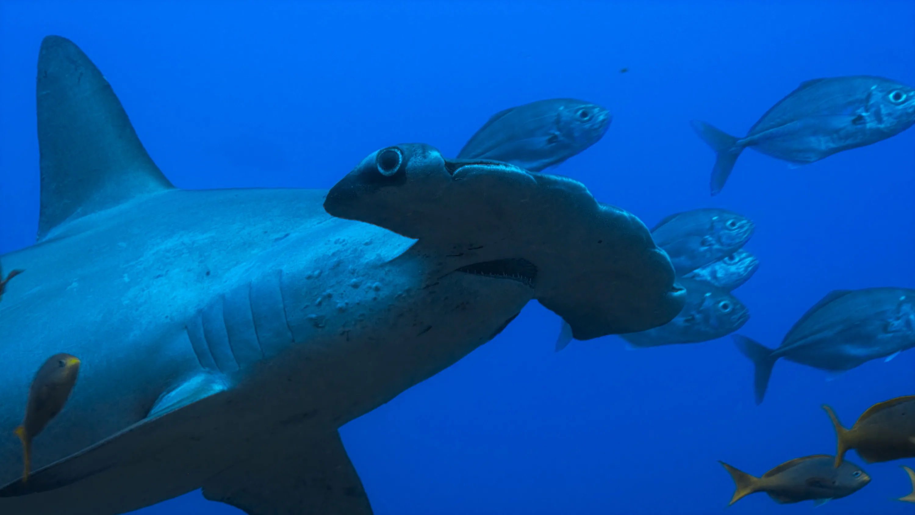 Cinematographer captures elusive hammerheads for Nat Geo’s ‘SharkFest’
