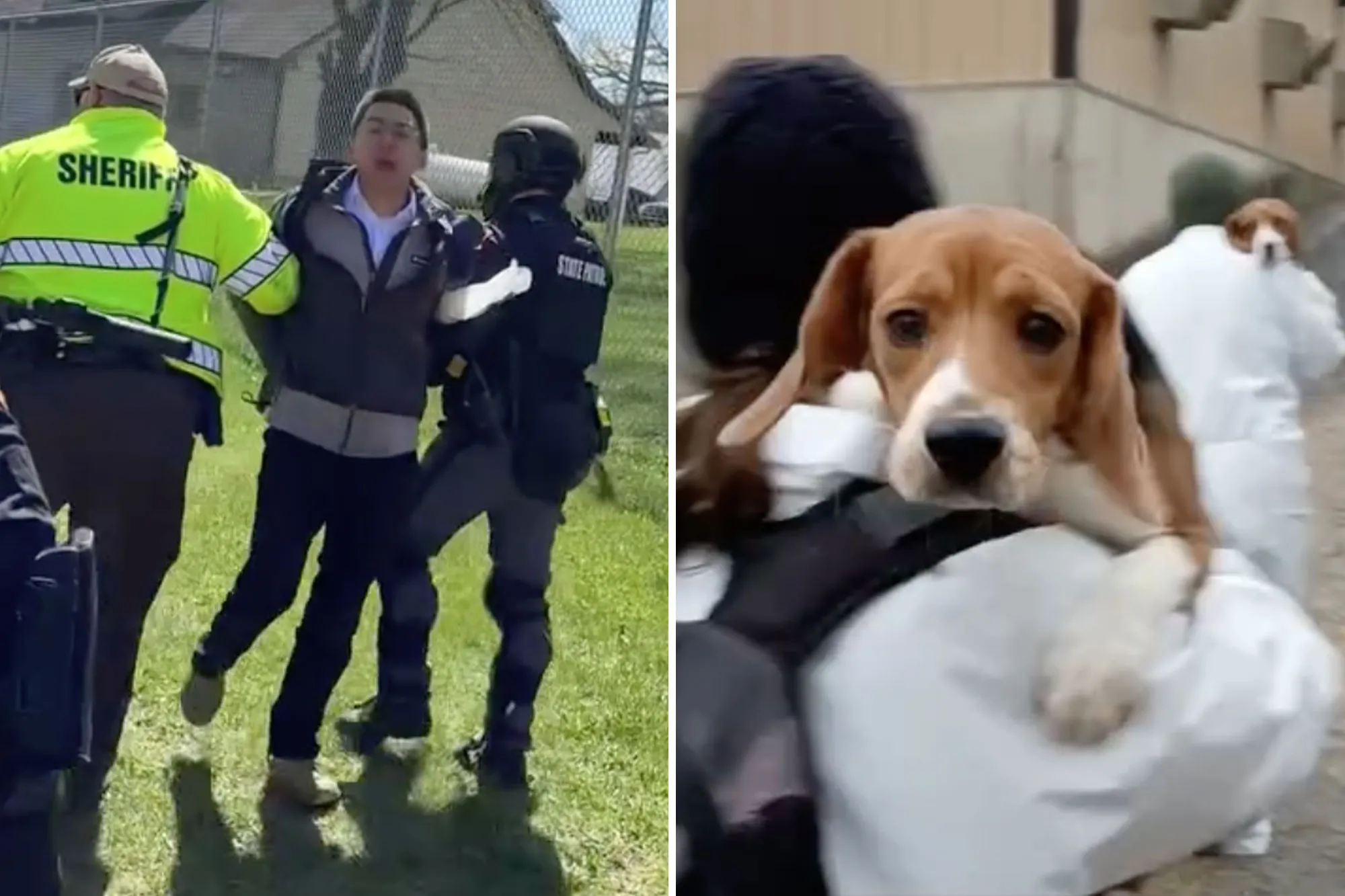 Beagles rescued from research lab arrive in California as SF activist faces felony charges