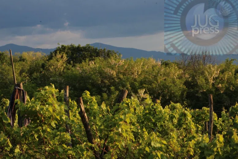 Pluća planete i saveznik u borbi protiv vrućina: Zašto nam je drveće neophodno?