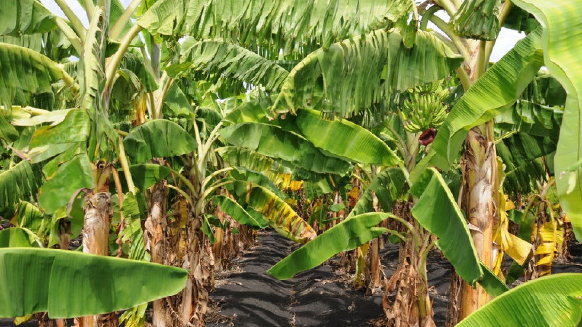 
                República Dominicana es potencia agroalimentaria con retos estructurales
            