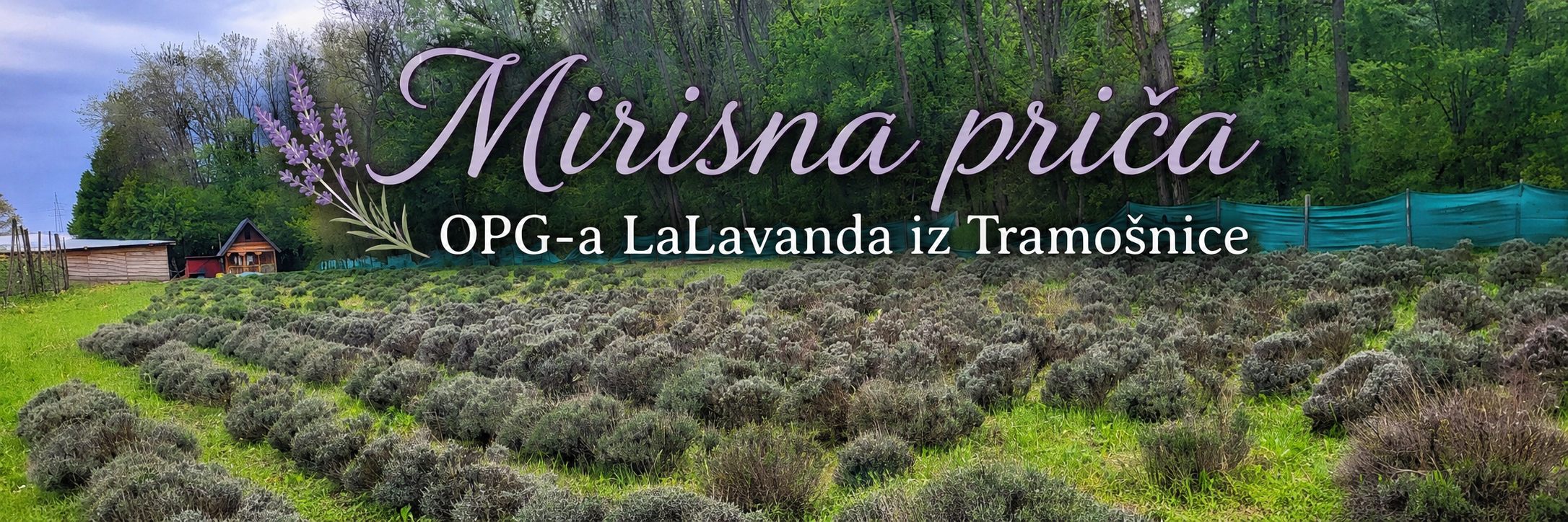 Kad srce pronađe put kući: Mirisna priča OPG-a LaLavanda iz Tramošnice