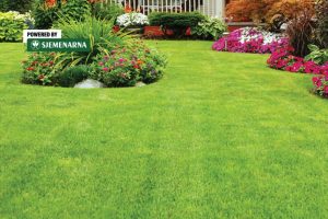 Sjetva travnjaka u proljeće: kako do urednog i zelenog dvorišta