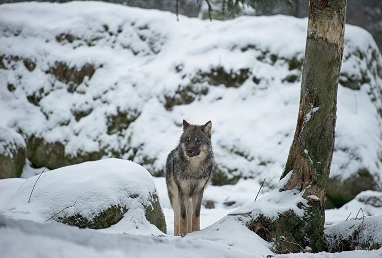 Zalovenoto životno vo Kozle e volk, a ne kuče