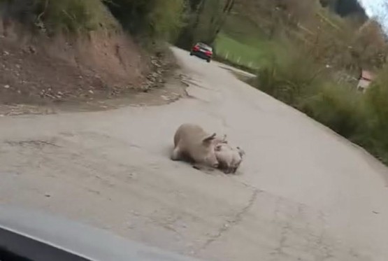 Na putu Foča - Šćepan Polje oprasila se krmača: "Stanje redovno"