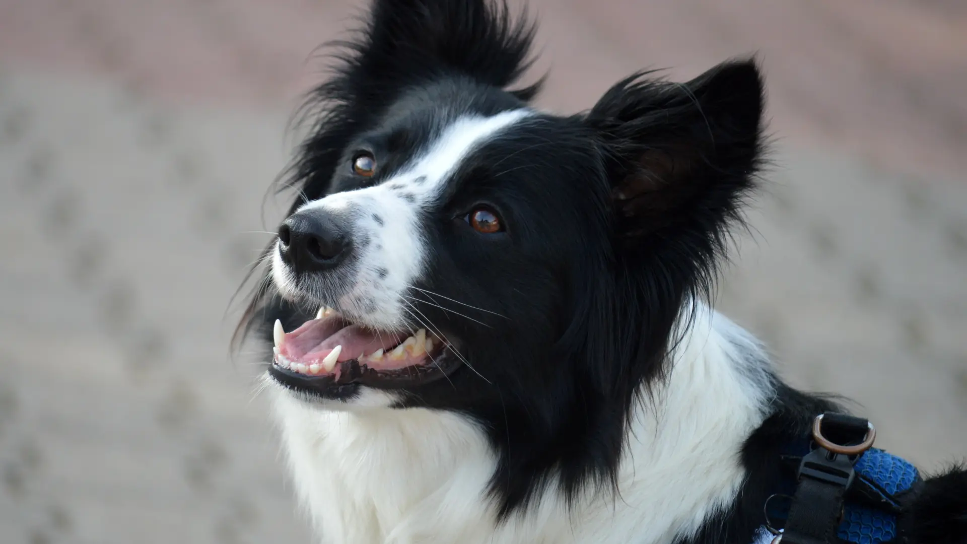  Álex Elvira, adiestrador canino: "Estas cuatro razas de perro no son para principiantes" 