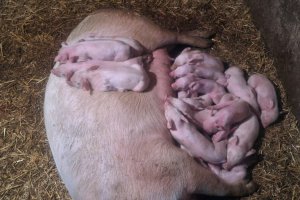 ČUDO NEVIĐENO ZA USKRS U MOZGOVU: Lјubio sam ruke doktoru Saši Joniću