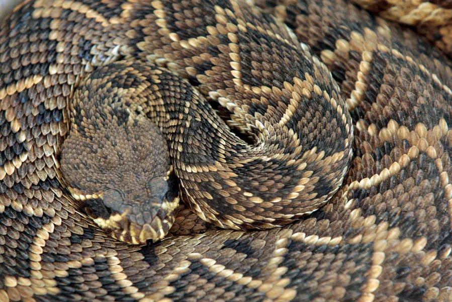 Woman bitten by rattlesnake in L.A. County amid statewide spike in deadly encounters