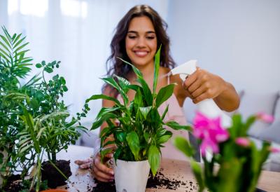 Ove biljke važe za PRIRODNE AMAJLIJE: Štite od uroka i loših ljudi, ali je KLJUČNO gde ih držite
