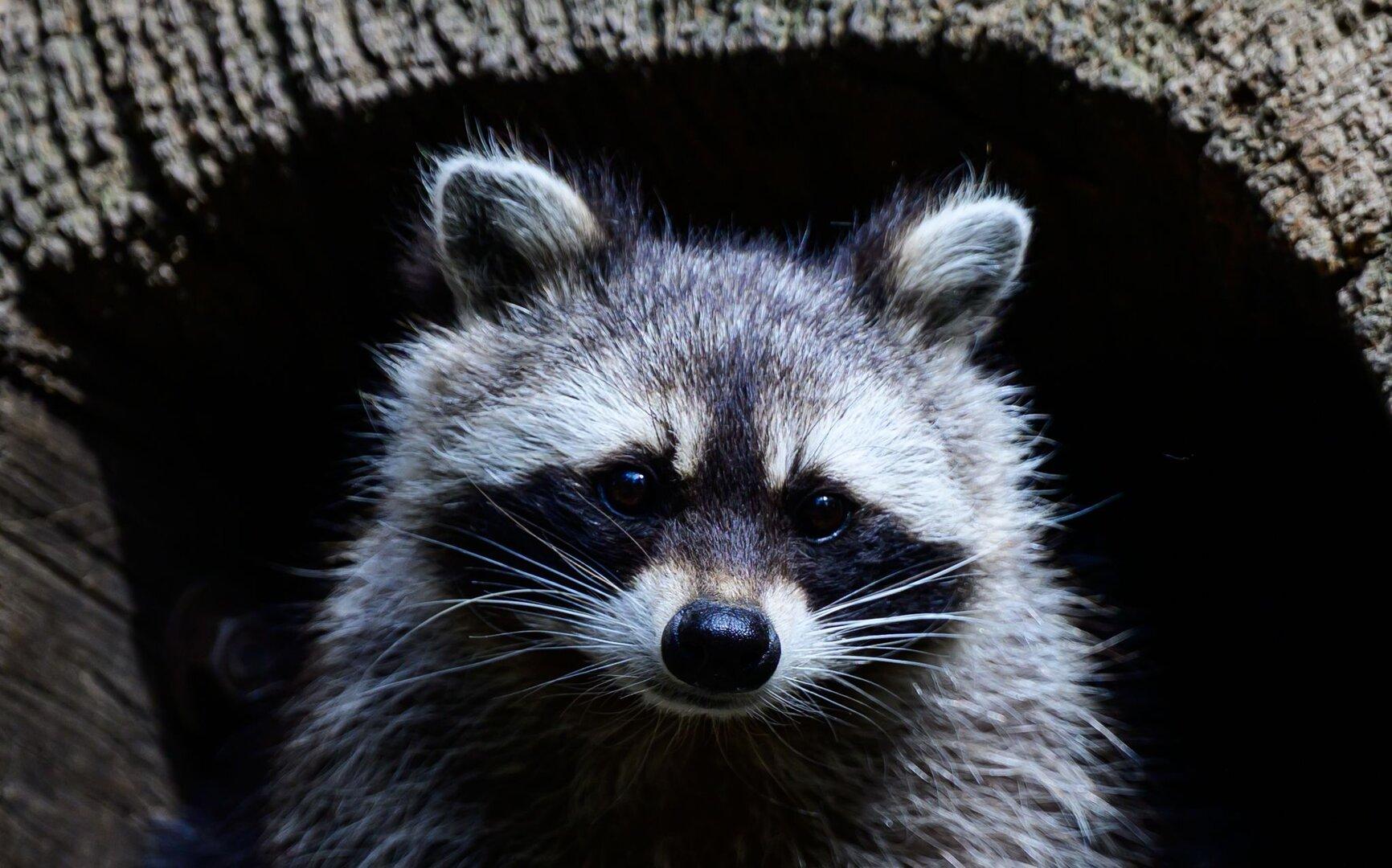 Millionen Fans im Netz: Wer ist Waschbär Jimothy?