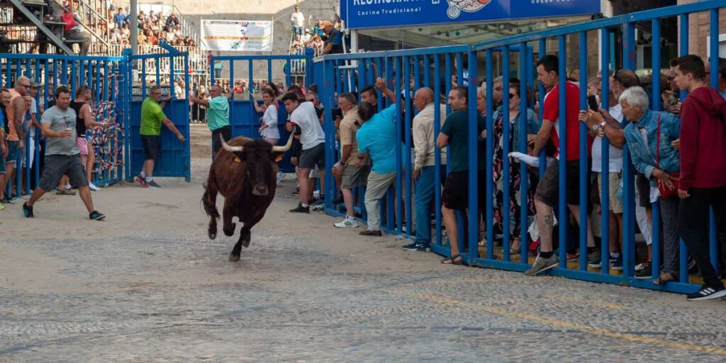 New rules for Valencia bull festivals as safety measures tightened