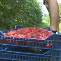 Stiže sezona malina: Cena skače na 550 dinara, kvalitet roda bolji, ali malinjaci su sve manji