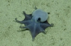 Tiny, blue, golf ball-sized octopus confirmed as new deep-sea species