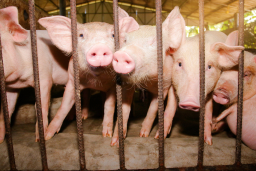 Surtos de peste suína aumentam 76% em porcos na União Europeia em 2025 