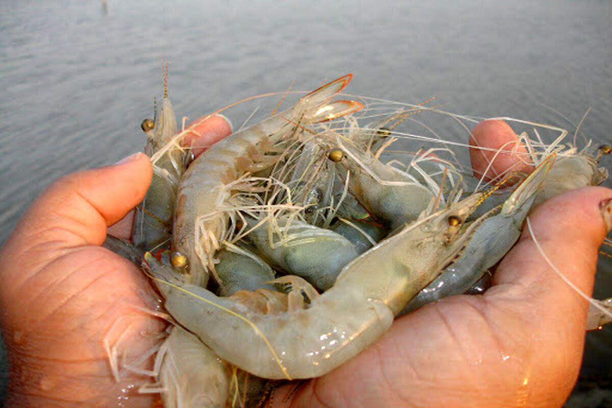 Shrimp production rises 37% in a year