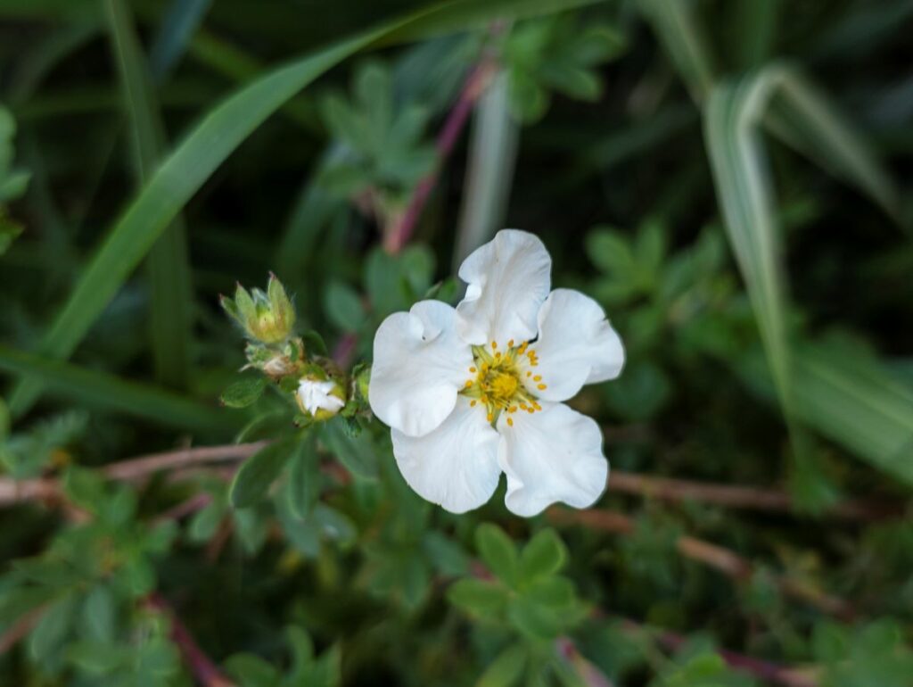 Kada hormoni počnu da se menjaju: Kako zaštititi štitastu žlezdu u menopauzi