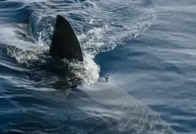 Panika na obali: Popularne plaže pod ključem zbog pojačane aktivnosti ajkula, sve je počelo nakon pronalaska ovoga